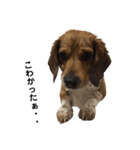 ビーグル犬 そうた（個別スタンプ：34）