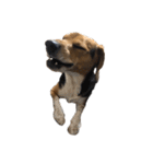ビーグル犬 そうた（個別スタンプ：35）