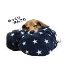 ビーグル犬 そうた（個別スタンプ：36）