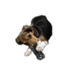 ビーグル犬 そうた（個別スタンプ：37）