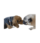 ビーグル犬 そうた（個別スタンプ：38）