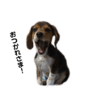 ビーグル犬 そうた（個別スタンプ：39）