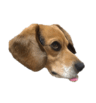 ビーグル犬 そうた（個別スタンプ：40）