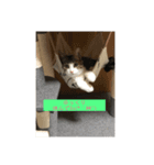 Rainくんฅ^•ﻌ•^ฅ（個別スタンプ：1）
