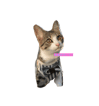 Rainくんฅ^•ﻌ•^ฅ（個別スタンプ：3）