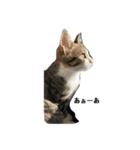 Rainくんฅ^•ﻌ•^ฅ（個別スタンプ：5）
