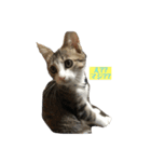 Rainくんฅ^•ﻌ•^ฅ（個別スタンプ：6）