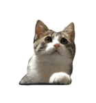 Rainくんฅ^•ﻌ•^ฅ（個別スタンプ：7）