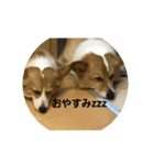 ココげんき（個別スタンプ：5）