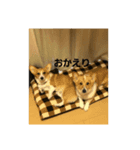 ココげんき（個別スタンプ：6）
