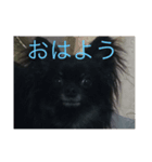 可愛い犬(チワワ)（個別スタンプ：1）