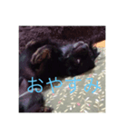 可愛い犬(チワワ)（個別スタンプ：2）