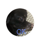 可愛い犬(チワワ)（個別スタンプ：3）