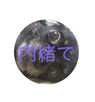 可愛い犬(チワワ)（個別スタンプ：5）