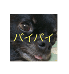 可愛い犬(チワワ)（個別スタンプ：6）