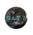 可愛い犬(チワワ)（個別スタンプ：7）