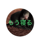 可愛い犬(チワワ)（個別スタンプ：8）