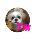 小太郎の毎日（個別スタンプ：1）