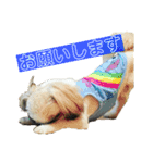 小太郎の毎日（個別スタンプ：3）