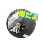 小太郎の毎日（個別スタンプ：5）