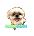 小太郎の毎日（個別スタンプ：9）