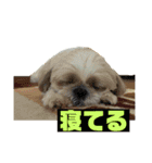 小太郎の毎日（個別スタンプ：15）