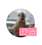 小太郎の毎日（個別スタンプ：16）