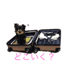 ココチワワ（個別スタンプ：2）