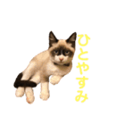 〜cats stump〜（個別スタンプ：1）