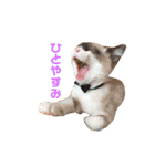 〜cats stump〜（個別スタンプ：2）