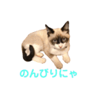 〜cats stump〜（個別スタンプ：3）