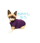 〜cats stump〜（個別スタンプ：4）