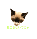 〜cats stump〜（個別スタンプ：6）