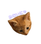 〜cats stump〜（個別スタンプ：7）