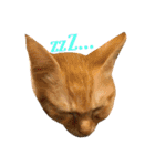 〜cats stump〜（個別スタンプ：8）