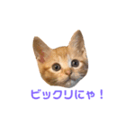 〜cats stump〜（個別スタンプ：9）