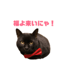 〜cats stump〜（個別スタンプ：11）