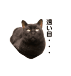〜cats stump〜（個別スタンプ：12）