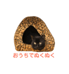 〜cats stump〜（個別スタンプ：13）
