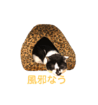〜cats stump〜（個別スタンプ：14）
