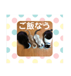 〜cats stump〜（個別スタンプ：15）