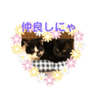 〜cats stump〜（個別スタンプ：16）