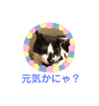 〜cats stump〜（個別スタンプ：19）