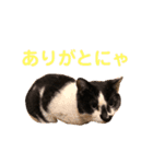 〜cats stump〜（個別スタンプ：20）