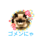 〜cats stump〜（個別スタンプ：21）
