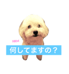 ハラミスタンプ！（個別スタンプ：1）