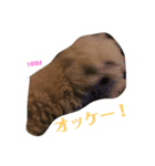 ハラミスタンプ！（個別スタンプ：3）