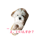 ハラミスタンプ！（個別スタンプ：4）