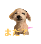 ハラミスタンプ！（個別スタンプ：8）
