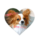 犬(パピヨン)スタンプ（個別スタンプ：1）